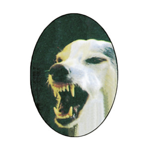 Repousse chien électronique