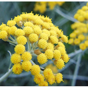 Couteau pliant manche en fleur d'immortelle de Corse