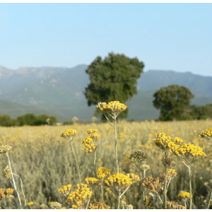 Couteau pliant manche en fleur d'immortelle de Corse