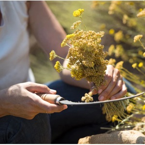 Couteau pliant manche en fleur d'immortelle de Corse